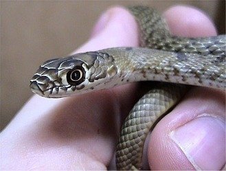 baby coachwhip