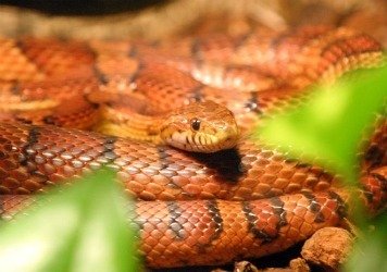 corn snake