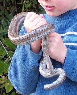 rosy boa