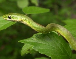 rough green snake