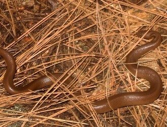 rubber boa