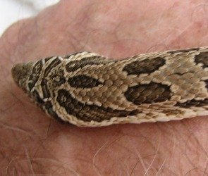 Hognosed snake head