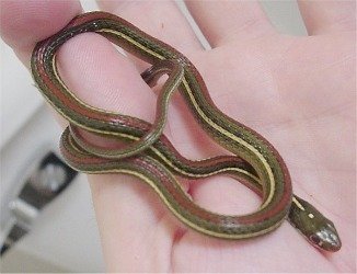Ribbon snake