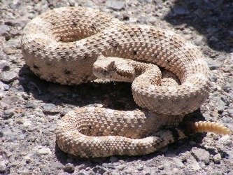 rattlesnake 2