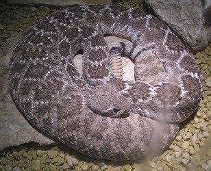 Rattlesnake in cage, 2