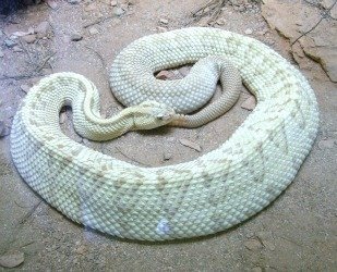 Rattlesnake in cage 1