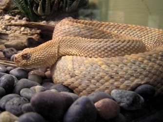 rattlesnake caged 4