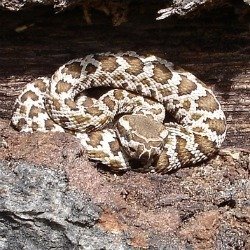 Rattlesnake 3