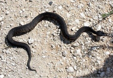 water moccasin 1