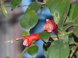 episcia