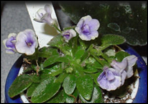'Child's Play' micro-mini African violet with little bell shaped blooms in a 1 inch diameter pot