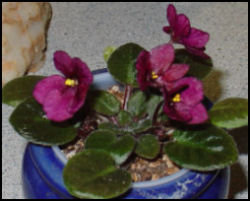 miniature AV 'Little Match Girl' blooming in a 1 1/2 inch pot
