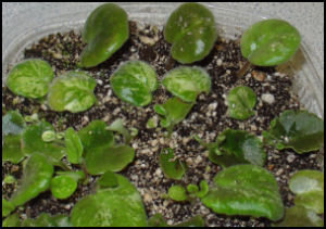leaves of miniature african violets stuck in plastic takeout container of potting mix, shows plantlets emerging