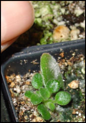 mother leaf and plantlets of micro-miniature 'Child's Play' with my thumb in the photo for scale