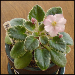 first bloom on 'Rob's Bunny Hop' with neat rosette of white-edged foliage