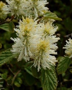 Image 'Mt Airy' fothergilla bloom by growin in Daves Garden Plantfiels