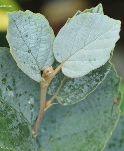 Image of young leaves on Blue Shadow fothergilla, by victorgardener in Dave's Garden Plantfiles