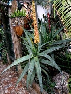 aloe africana