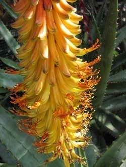 aloe africana flower