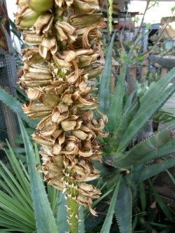 aloe africana fruits