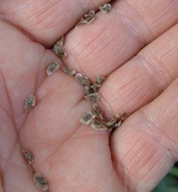 aloe africana seed