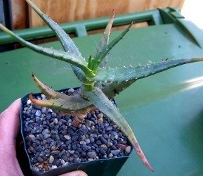 aloe africana seedling