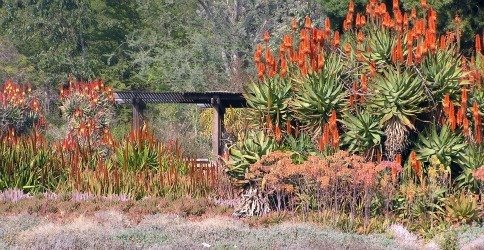 aloe scene arboretum