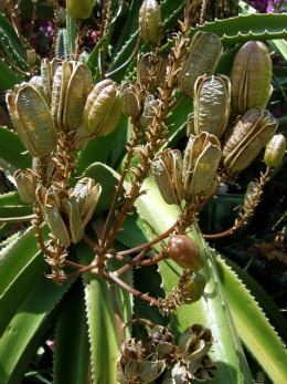 Aloe vaombe ripening