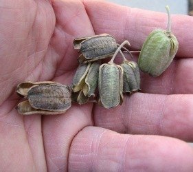 aloe sinkatana seed pods