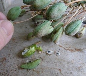 aloe munchii seed pods and cut