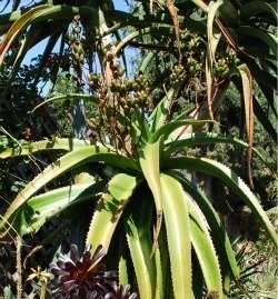 aloe vaombe in fruit