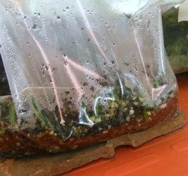 aloes in baggie