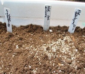 aloe seed soil