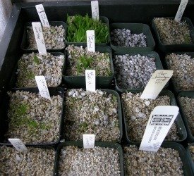 aloe seed substrate- pumice