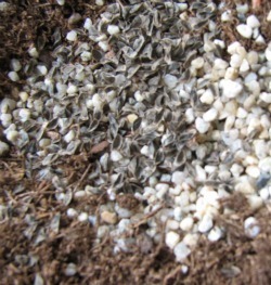 seed on sand