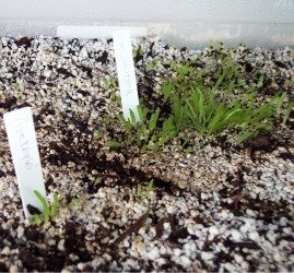 aloe seedlings growing