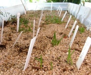 aloe seedlings 1
