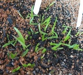 aloe voambe seedlings