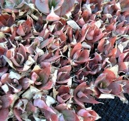 aloe imalotensis seedlings