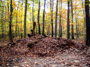 Community Compost Pile