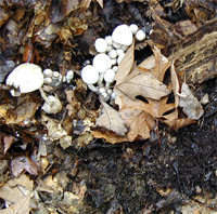 Mushroom-friendly compost
