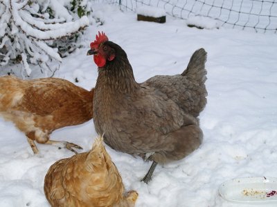 chickens in snow