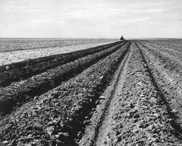 very straight long rows of dirt