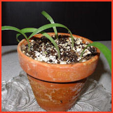 5 grass like seedlings in small clay pot