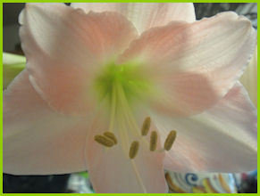 pale pink amaryllis bloom