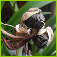 brown dry seed pod splits to show stack of papery black seeds