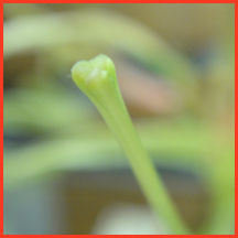 shows wedge shaped tip of pale green stamen
