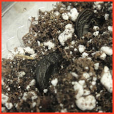 pair of black seeds tucked down into potting mix