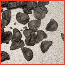 black flat papery seeds scattered on counter