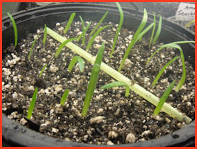 grasslike sproute in round container with yellow straw laid across diagonally